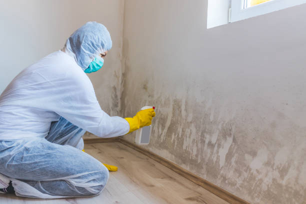 Licensed Black Mold Removal service in Fredericksburg, PA - WQB Mold Removal