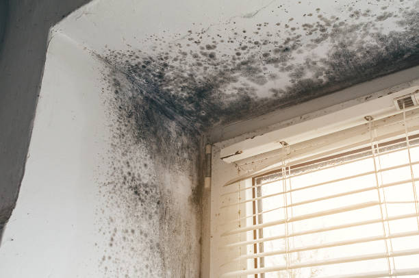Affordable Black Mold Removal solutions in Fredericksburg, PA