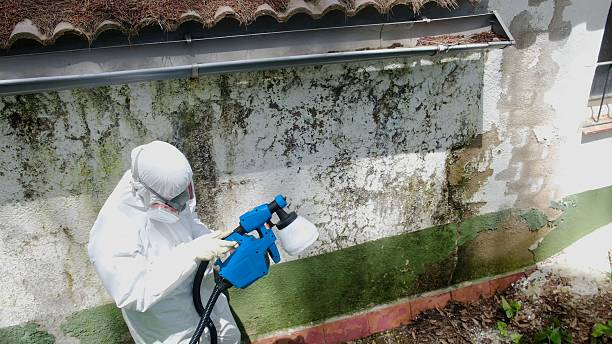Top rated local Black Mold Removal specialists in Fredericksburg, PA